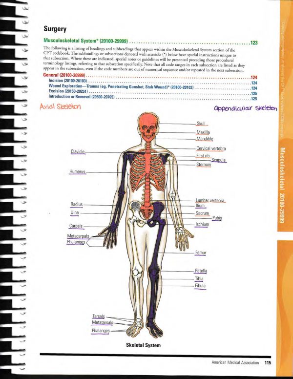 CPT Book Prep: Musculoskeletal 20000 Series - Image 3