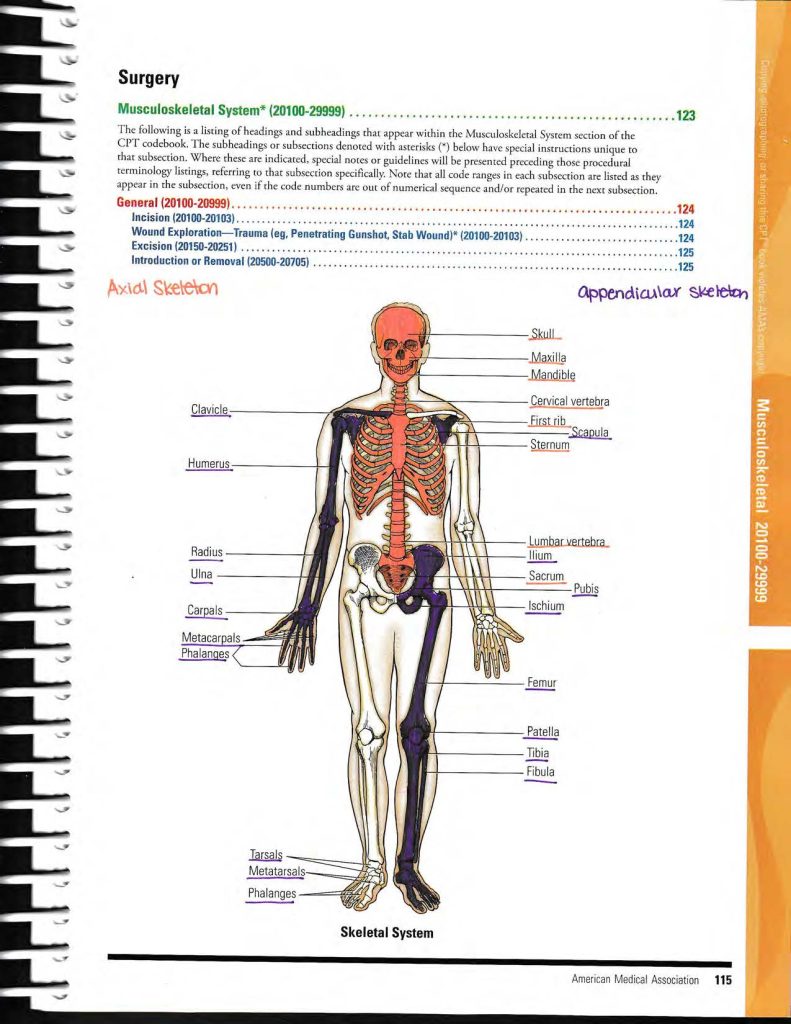 CPT Book Prep: Musculoskeletal 20000 Series - Legacy Medical Billing ...